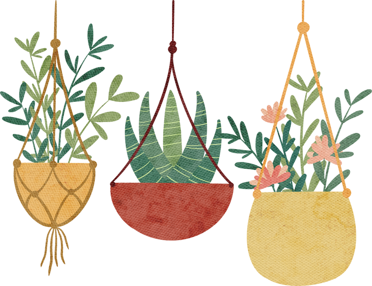hanging plant home plant