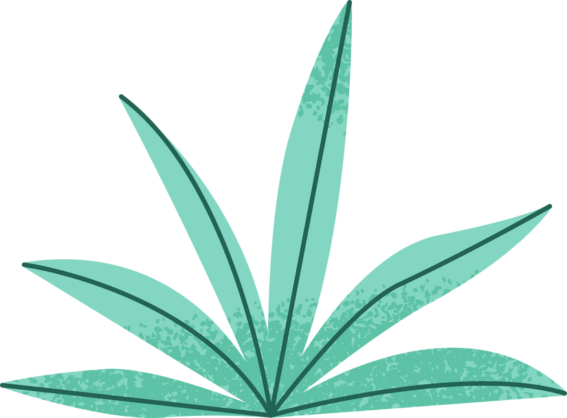 Agave Plant Illustration